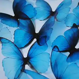 Picture for song 'Hibiscus' by artist 'prod. enzo'