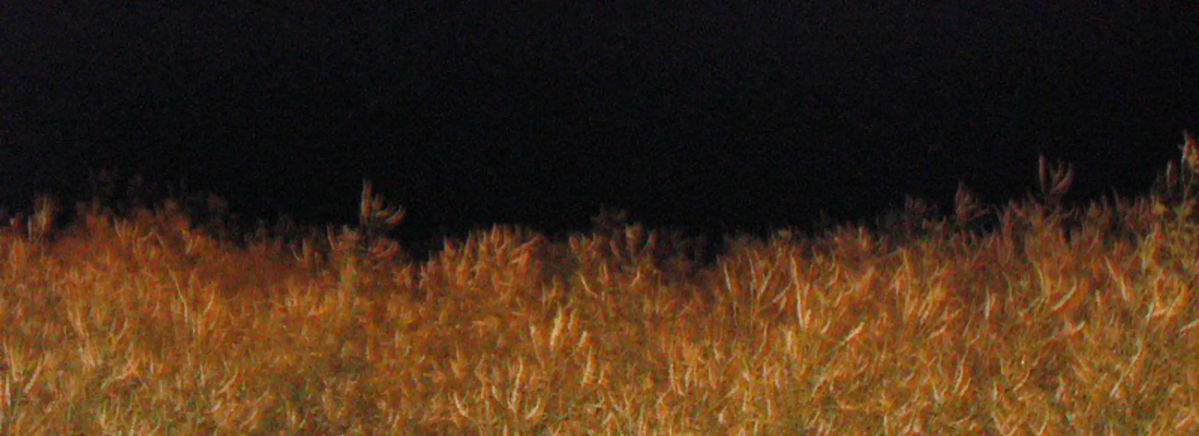 cover pic