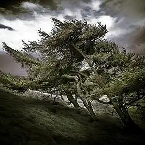 Picture for song 'wind in the tree's - J. Satriani' by artist 't polimeros'