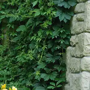 Picture for song 'Ives' by artist 'AlexMadeThis'