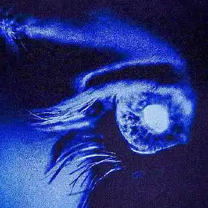 Picture for song 'BIMBER - Young Thug x Migos x Future Type Beat' by artist 'nolyrics music group'