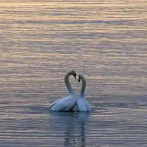 Picture for song 'Heart's desires' by artist 'Relaxing Meditation Music'