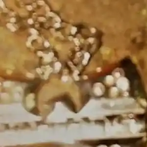 Picture for song 'BOSS COST' by artist 'The WoodBeez'