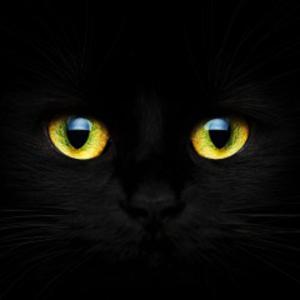 Picture for song 'Black Cat's Superstition' by artist 'Al Soloviev'