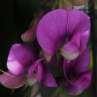 Picture for song 'Dead ' by artist 'Gdubl'