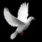 Picture for song 'If I Die Tonight' by artist 'Kelton Ree'