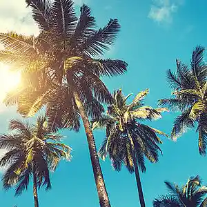 Picture for song 'Palm Trees Riddim (Popcaan Dancehall type beat)' by artist 'Milenium Music'