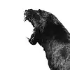 Picture for song 'Prey On Em' by artist 'GRZZLYTHPRDCR'