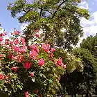 Picture for song ''Rise And Shine'. Happy Birthday dear James!' by artist 'Nadia Cripps'