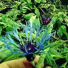 Picture for song 'Afterthought' by artist 'Dating Carbon'