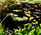 Picture for song 'Pond Life' by artist 'Unread Pages'