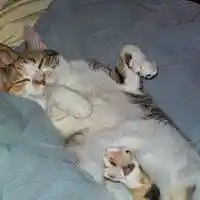 Picture for song '11. ONLY MY CAT' by artist 'Johnny Lobo Music'