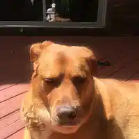 Picture for song '"Minnie" by Pamela Illanes-Tatsuoka' by artist 'Pamela Illanes-Tatsuoka'