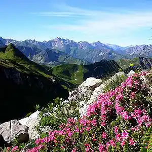 Picture for song 'Renewal' by artist 'David Peppi'