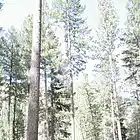 Picture for song 'wooden floors' by artist 'ahnshsom'