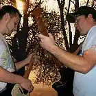 Picture for song 'Credo Del Pariah' by artist 'Hanging Chad'