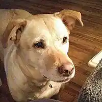 Picture for song 'pixie's revenge' by artist 'marc fedak'