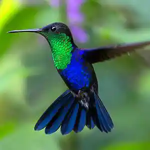 Picture for song 'Heather Ann Shepard - Hummingbird' by artist 'TROLL FARM STUDIOS'