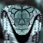 Picture for song 'King Cobra' by artist 'KrissiO'