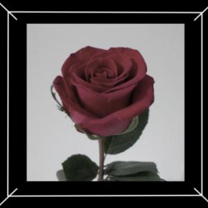 Picture for song 'there is no you near me +Lil P+' by artist 'Qeve'