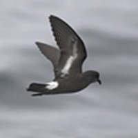Picture for song 'Storm Petrel' by artist 'The Smivets'