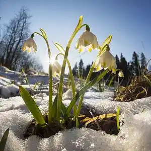 Picture for song 'Spring has come' by artist 'allbestok'