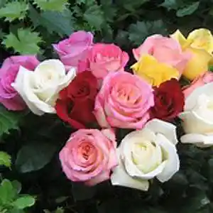 Picture for song 'The Colors Of You' by artist 'Patricia Bishop and Jesse Navarro Songs'