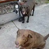 Picture for song 'dallas & the deer (rap instrumental) ' by artist 'Gino Benz'