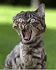 Picture for song 'Meow, Stretch, Roll in the Litter Box' by artist 'Jordan and Alpha 6'