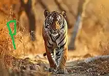 Picture for song 'picture' by artist 'Ozostomia2'