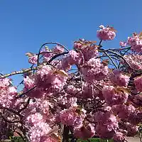 Picture for song 'Pinkaklausch3' by artist 'LARZNEW'