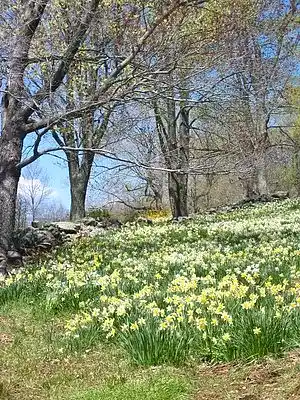 Picture for song 'Spring' by artist 'Ron Bellemare'