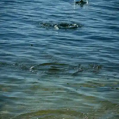 Picture for song 'Rickety Skip' by artist 's9undV1ZNZ K 0 D 3 7'