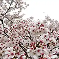 Picture for song '4play' by artist 'Skrewzluz'