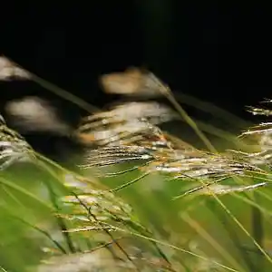 Picture for song 'Breezy' by artist 'ron cox'