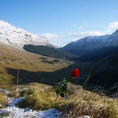 Picture for song 'Thogail nam B&ograve;' by artist 'The Leftover'