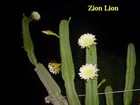 Picture for song 'Zion Lion' by artist 'Bamboo Music sound'