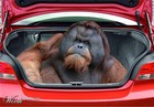 Picture for song '*BANGER* Pop The Trunk | Free DL' by artist 'Bayleybeats'