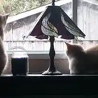 Picture for song '8.here kitty kitty cat' by artist 'BGN'