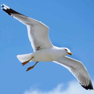 Picture for song 'Sea Gull' by artist 'Oddger'