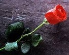 Picture for song 'Lovely (Instrumental) Free Download!' by artist 'I C Y'