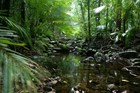 Picture for song 'Rainforest' by artist 'Klaatu (CT)'