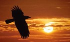 Picture for song 'The Raven is Laughing (Stormsong)' by artist 'littlegreenman'