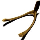 Picture for song 'Wishbone' by artist 'Necromaniacs'