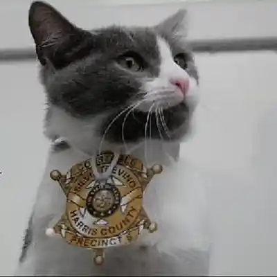 Picture for song 'Drug Sniffing Cat' by artist 'Pete Moss and the Weed Wackers'