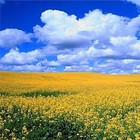 Picture for song 'far away' by artist 'princemidnight'