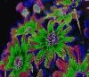 Picture for song '#295- Loopy Lupe (2005)' by artist 'Rob Lincoln'