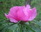 Picture for song 'Beautiful Flower' by artist 'Sergey Muravyev(SMV)'