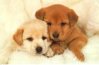 Picture for song 'Puppy Love **HIT!!!** | (.99 Demo DL)' by artist 'Supa Crank It'