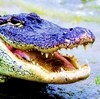 Picture for song 'Alligator' by artist 'The Smivets'